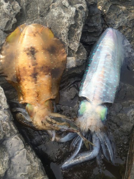 アオリイカ、がんがんきてました